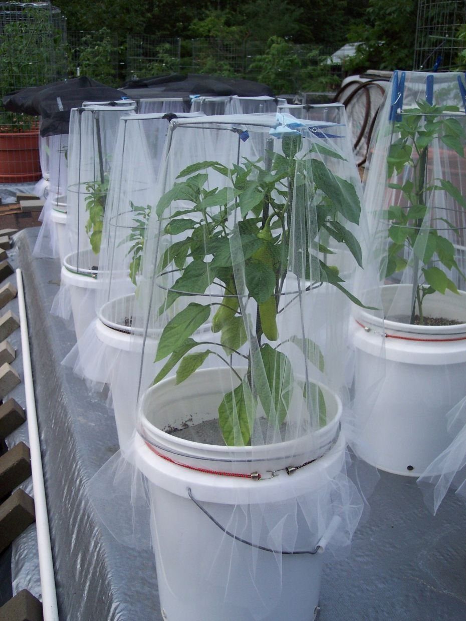 Green plants growing in white plastic buckets covered by protective mesh netting structures.