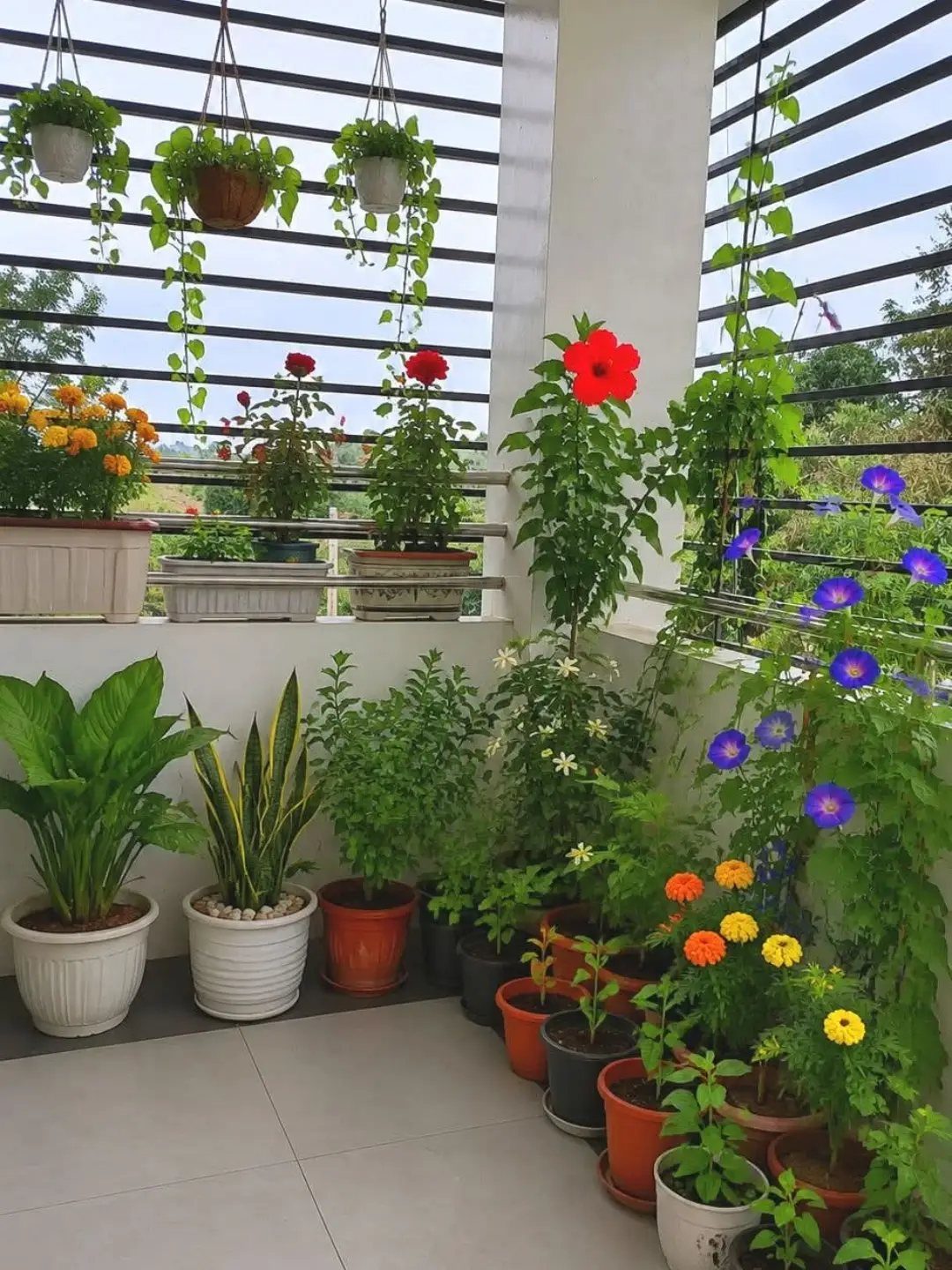 Various potted plants with tall, medium, and trailing greenery arranged on a balcony.