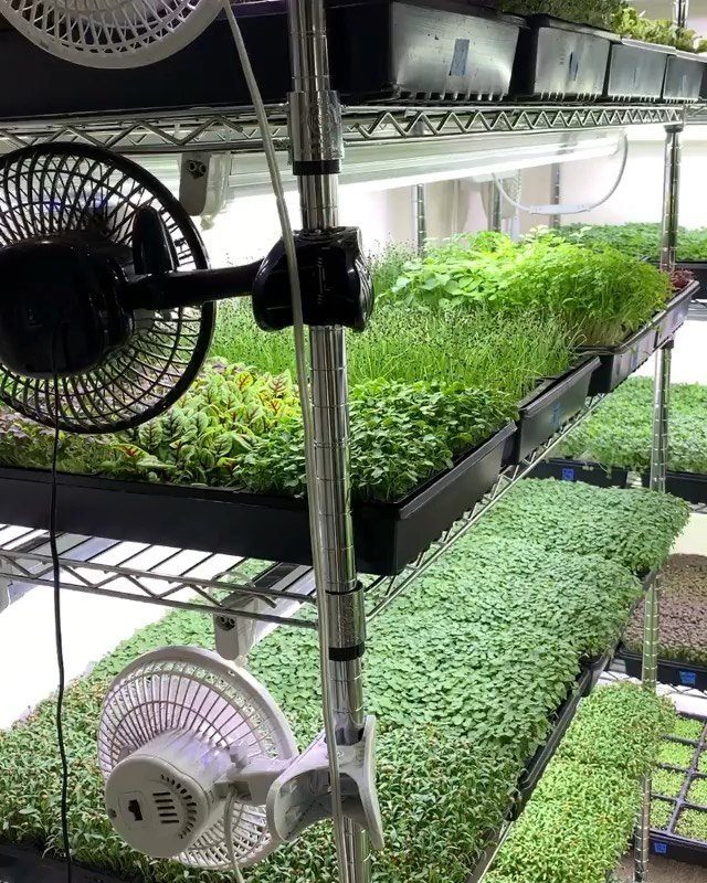 Green microgreens growing in black trays on metal shelves with small fans for airflow.