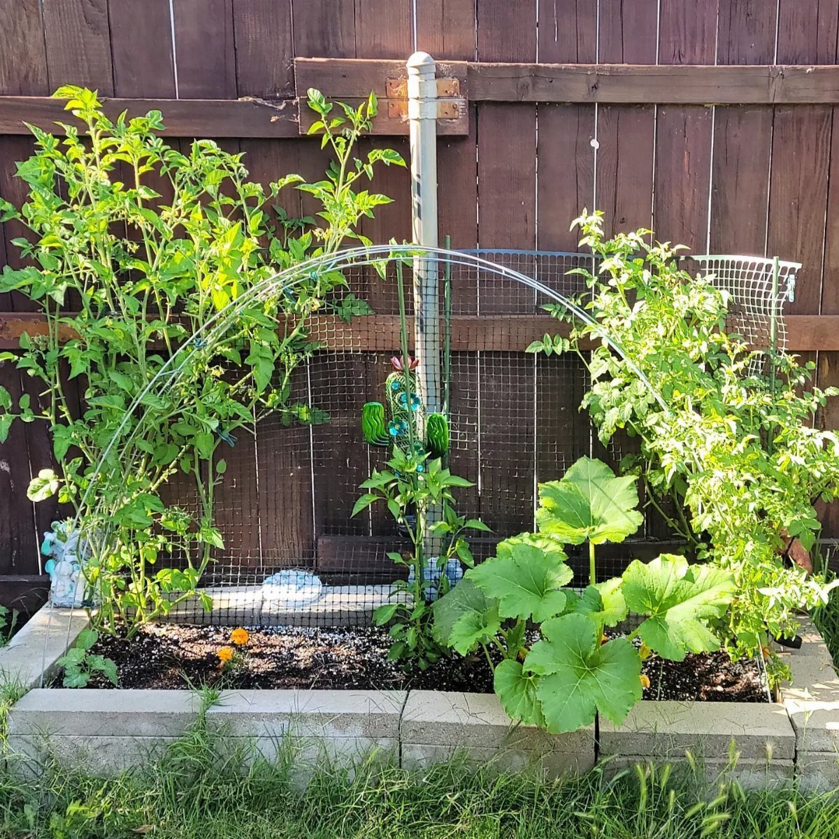 Green tomato plants and vegetables growing in a raised garden bed against a wooden fence.