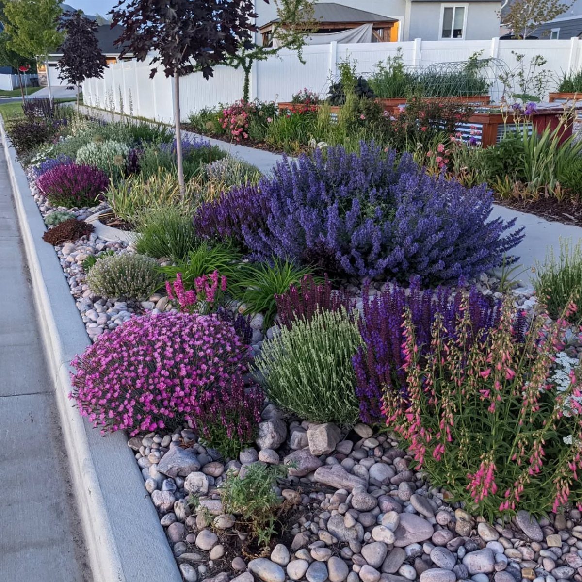 Colorful flowering plants and purple shrubs growing among grey river rocks in a landscaped garden bed.
